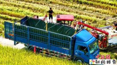 (乡村行·看振兴)广东清远水东村:金稻压枝机